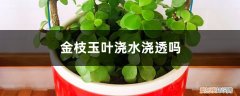 金枝玉叶浇水浇透吗,浇水多了怎么办 金枝玉叶浇水浇透吗，浇水多了怎么办