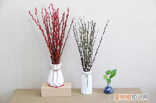 四 年宵花之杜鹃花、红掌、银柳的选购与养护(紫杜鹃和红杜鹃的区别)