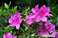 四 年宵花之杜鹃花、红掌、银柳的选购与养护(紫杜鹃和红杜鹃的区别)