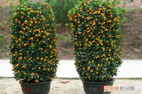 二 年宵花之年桔、蝴蝶兰的选购与养护(蝴蝶兰的栽培与养护)