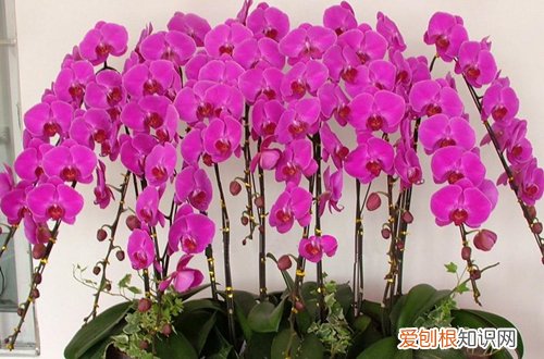 二 年宵花之年桔、蝴蝶兰的选购与养护(蝴蝶兰的栽培与养护)