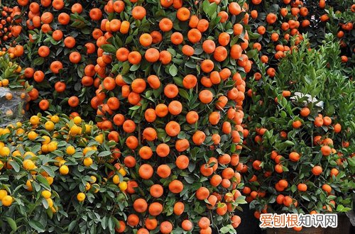 二 年宵花之年桔、蝴蝶兰的选购与养护(蝴蝶兰的栽培与养护)