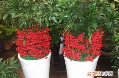 三）(君子兰比郁金香多36盆 年销花之金玉满堂、大花君子兰、郁金香的选购与养护技巧