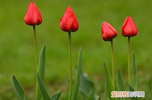 三）(君子兰比郁金香多36盆 年销花之金玉满堂、大花君子兰、郁金香的选购与养护技巧