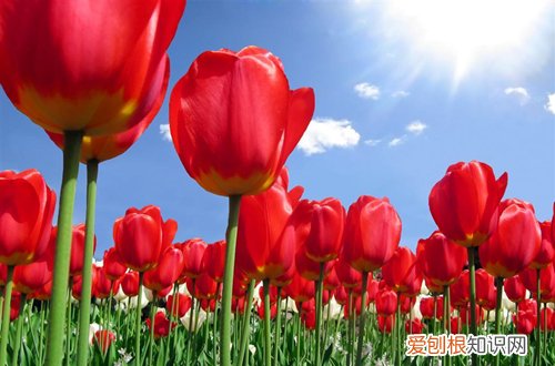 三）(君子兰比郁金香多36盆 年销花之金玉满堂、大花君子兰、郁金香的选购与养护技巧
