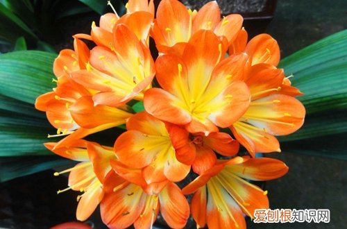 三）(君子兰比郁金香多36盆 年销花之金玉满堂、大花君子兰、郁金香的选购与养护技巧