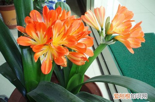 三）(君子兰比郁金香多36盆 年销花之金玉满堂、大花君子兰、郁金香的选购与养护技巧