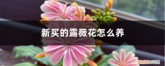 露薇花可以露养吗 新买的露薇花怎么养