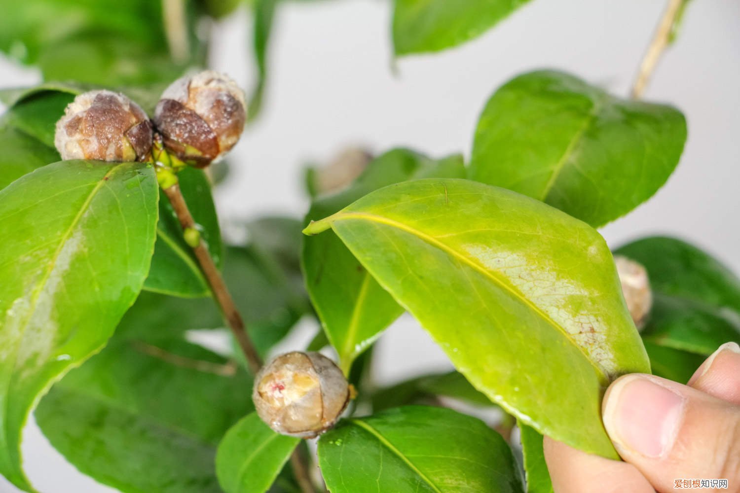 山茶花耐寒吗,山茶花耐旱吗 山茶花耐寒吗，山茶花耐旱吗