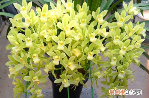 一 年宵花之水仙、大花蕙兰、凤梨的选购与养护(水培水仙花的花期)