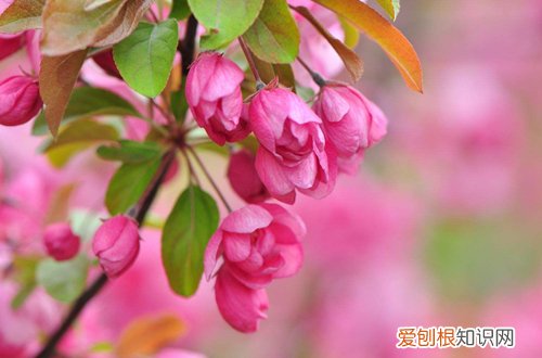 海棠树嫩叶卷起来 海棠树为什么叶子两边卷曲了，是怎么回事？