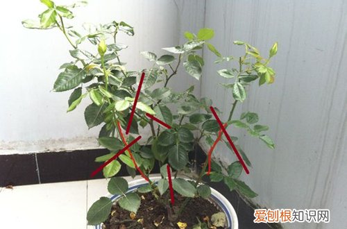 图 月季冬天怎么修剪 月季冬天能重剪吗