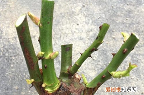 图 月季冬天怎么修剪 月季冬天能重剪吗