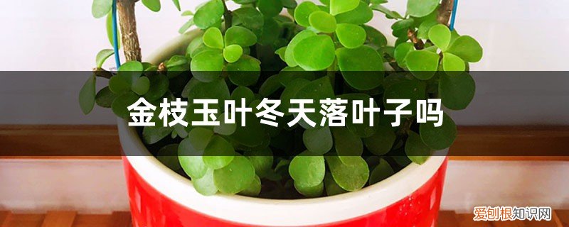 金枝玉叶冬季枯萎了怎么办 金枝玉叶冬天落叶子吗，冬天掉叶子怎么办