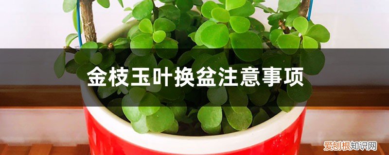 金枝玉叶换盆后要浇水吗 金枝玉叶换盆注意事项,金枝玉叶换盆用修根吗