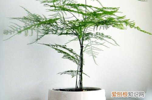 文竹叶子发黄什么原因,怎样解决 文竹叶子发黄还能救吗？文竹叶子发黄怎么办才好？