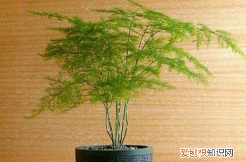 文竹叶子发黄什么原因,怎样解决 文竹叶子发黄还能救吗？文竹叶子发黄怎么办才好？