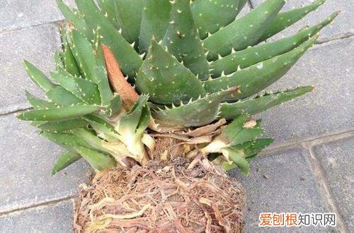 图 花卉哪种情况要换盆 花卉换盆需要注意哪些问题