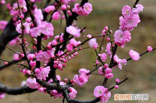 图 腊梅和梅花要怎么区别 腊梅和梅花的区别