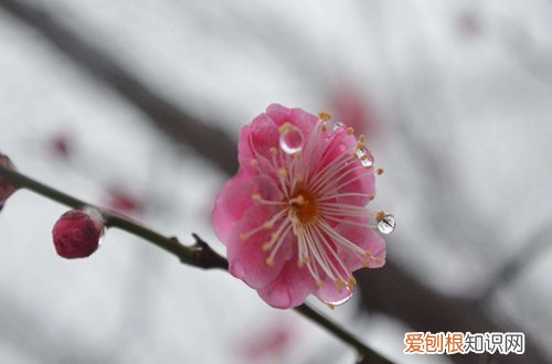 图 腊梅和梅花要怎么区别 腊梅和梅花的区别