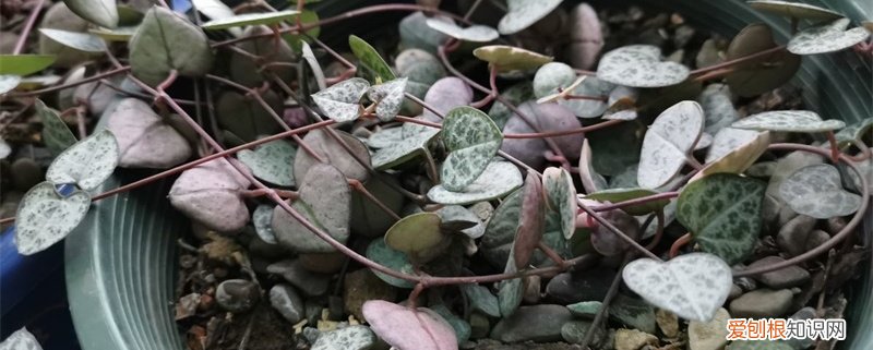 爱之蔓植物怎么养 新买的爱之蔓怎么养
