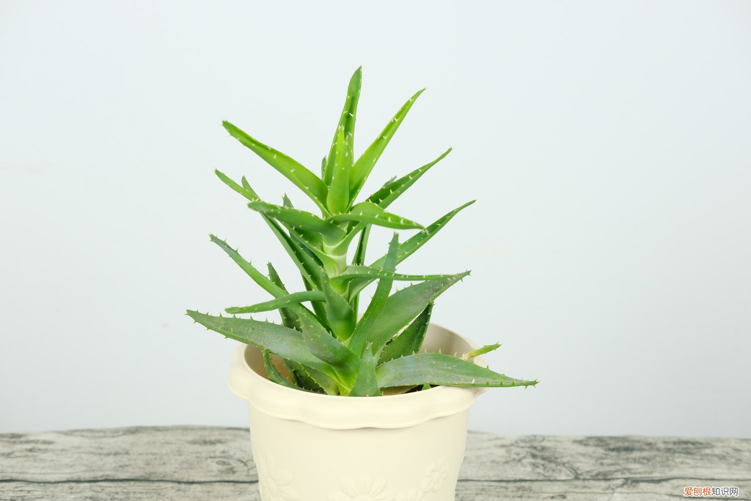 新买回来的芦荟怎么种 新买的芦荟怎么养