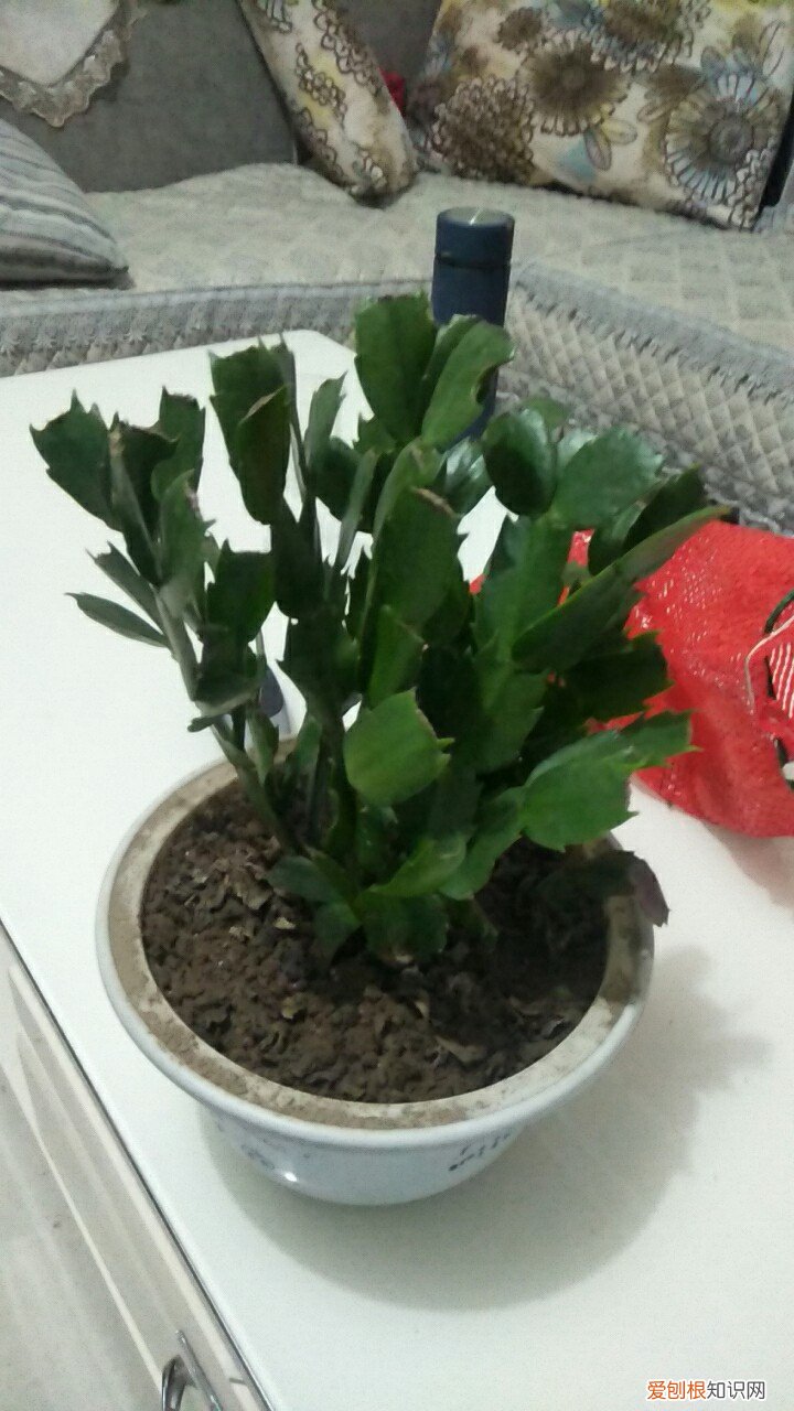 蟹爪兰不长花蕾怎么办 蟹爪兰怎么不长花苞也不长叶子怎么办？