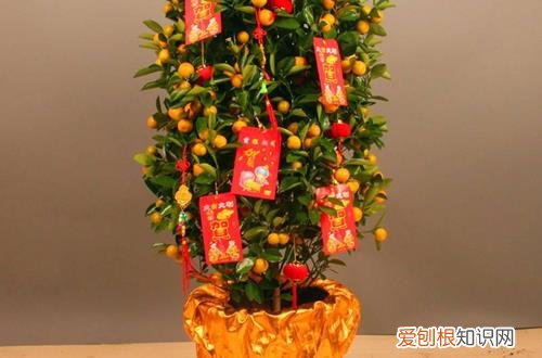 图 金桔盆栽怎么养 金桔盆栽四季怎么养护