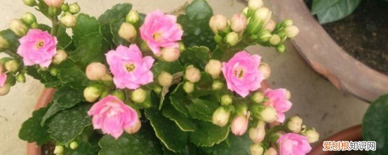 新买的长寿花怎么养不活 新买的长寿花怎么养