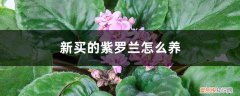新买的紫罗兰怎么养护 新买的紫罗兰怎么养