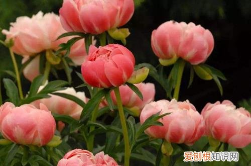 图 芍药花怎么养护花朵才能大 芍药花一年四季的养护方法