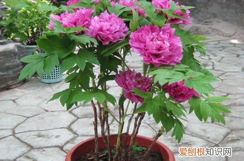 图 芍药花怎么养护花朵才能大 芍药花一年四季的养护方法