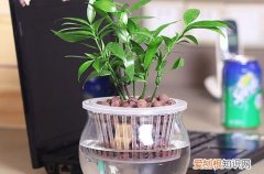 图 水培植物需要注意什么 水培植物的养护技巧
