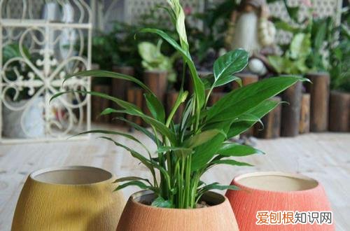 图 水培植物需要注意什么 水培植物的养护技巧