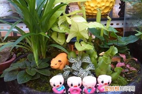 图 怎么选购花卉 如何挑选花卉