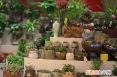 图 怎么选购花卉 如何挑选花卉