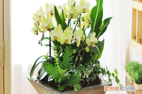图 怎么选购花卉 如何挑选花卉