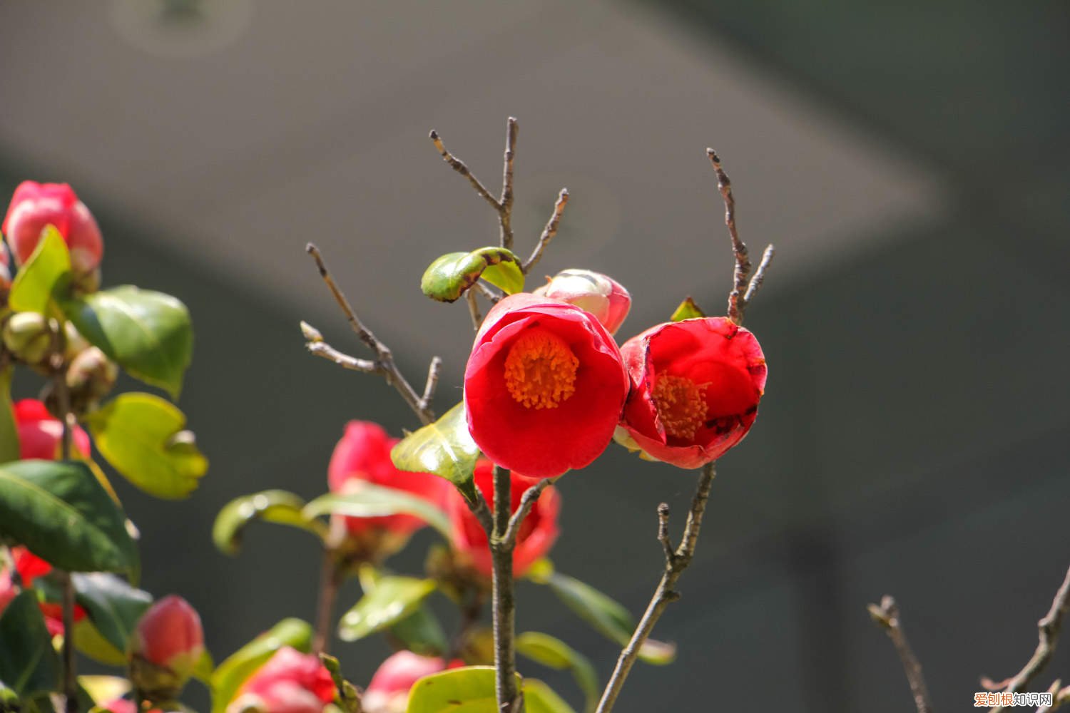 山茶花开花前怎么浇水施肥 山茶花开花时怎么浇水，花期可以喷水吗