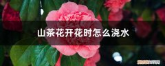 山茶花开花前怎么浇水施肥 山茶花开花时怎么浇水，花期可以喷水吗