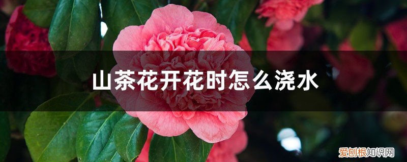 山茶花开花前怎么浇水施肥 山茶花开花时怎么浇水，花期可以喷水吗