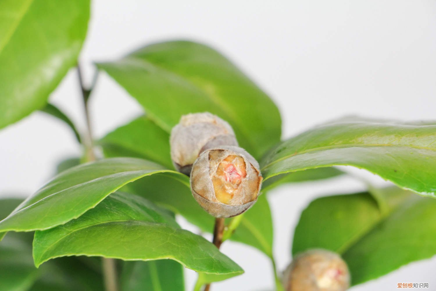 山茶花花蕾多久开花? 山茶花小苗一般开花多久，为什么不见长