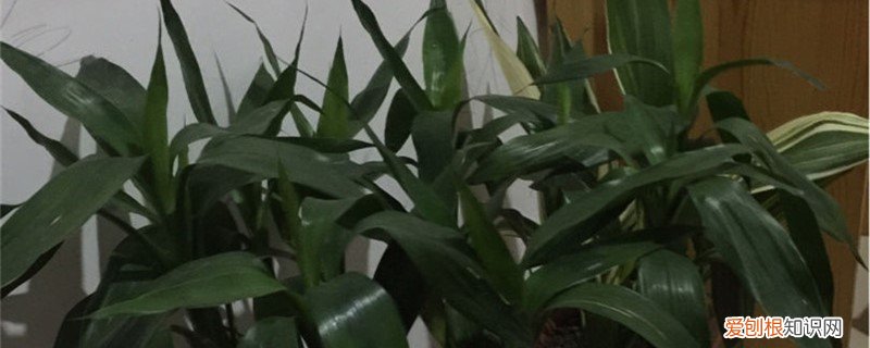 新买的富贵竹怎么养活 新买的富贵竹怎么养