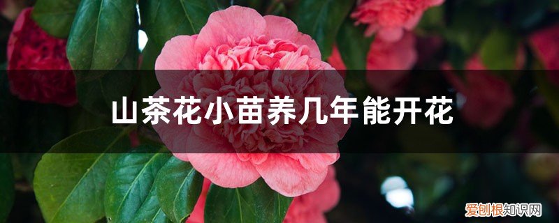 山茶花怎么培育小苗 山茶花小苗养几年能开花，山茶花小苗怎么养