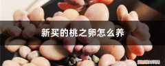 桃之卵怎么繁殖 新买的桃之卵怎么养