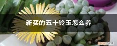 五十铃玉怎么种 新买的五十铃玉怎么养
