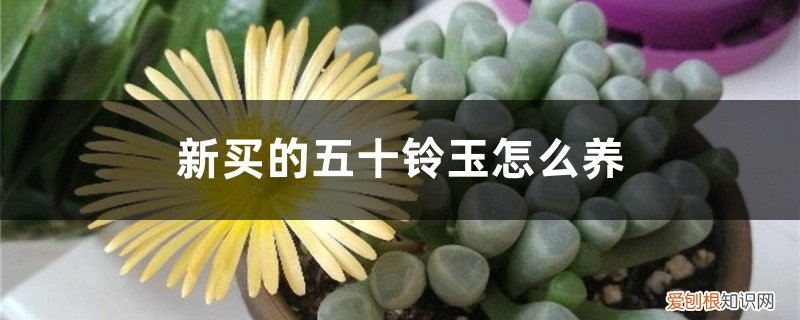 五十铃玉怎么种 新买的五十铃玉怎么养