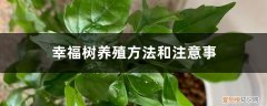幸福树的养殖方法与注意事项 幸福树养殖方法和注意事项，幸福树图片