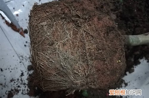 图 北方冬季入手茶花落叶落蕾是什么原因 茶花落叶落蕾怎么办