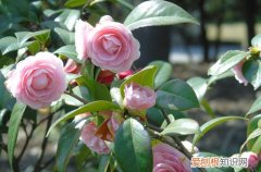 图 北方冬季入手茶花落叶落蕾是什么原因 茶花落叶落蕾怎么办