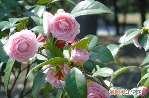 图 北方冬季入手茶花落叶落蕾是什么原因 茶花落叶落蕾怎么办